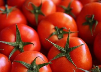 Domates ihracatında 203 milyon dolarlık gelir