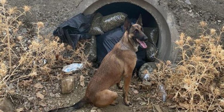 Menfeze Gizlemişler… 121 Kilo Esrar Ve 350 Bin Hint Keneviri Yakalandı