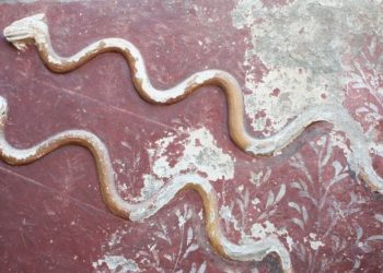 Pompeii’de Keşfedilen Yeni Dokümanlar Ortaya Koydu… Antik Roma’da Siyasi Yolsuzluk Bakın Nasıldı